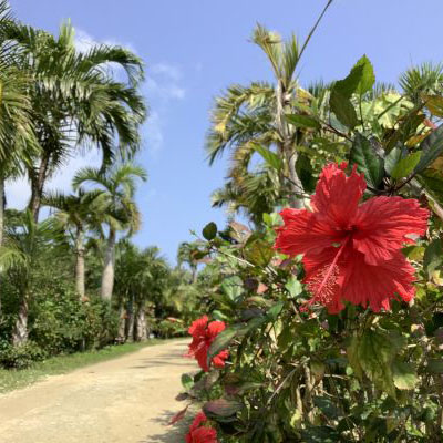 亜熱帯植物園楽園由布島2