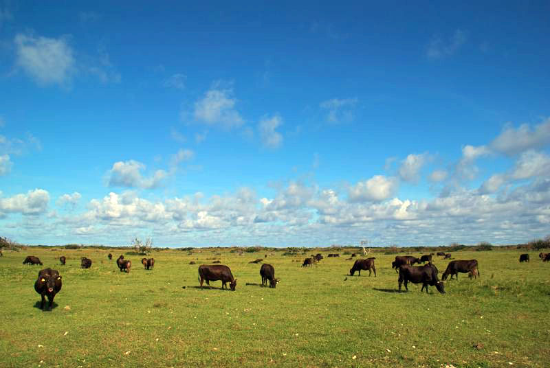 黒島の牛