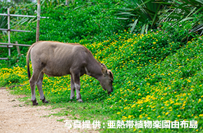 由布島水牛